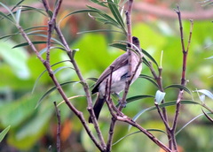 Pycnonotus barbatus