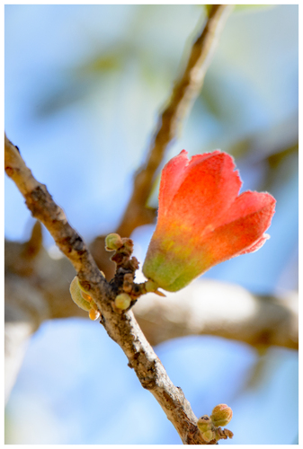 Brachychiton albidus Guymer 3