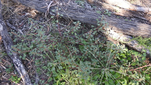 dwarf amaranth (Amaranthus macrocarpus)