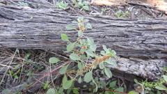 Amaranthus macrocarpus