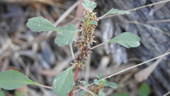 Amaranthus macrocarpus