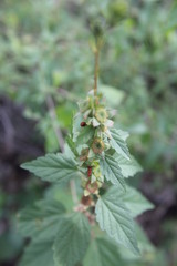 Malvastrum bicuspidatum