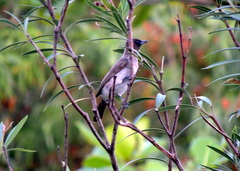 Pycnonotus barbatus