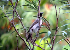 Pycnonotus barbatus