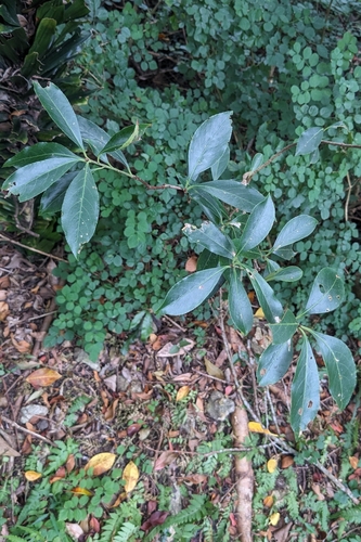 Euonymus carnosus, photograph 6