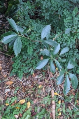 Euonymus carnosus, photograph (c) 許文俊, some rights reserved (CC BY-SA)