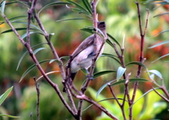 Pycnonotus barbatus