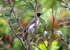 Pycnonotus barbatus