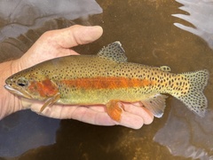 California Golden Trout photo 2