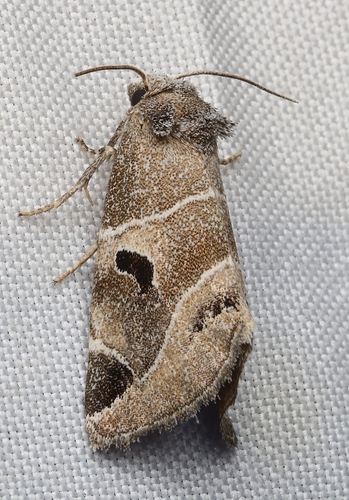 Plagiomimicus triplagiatus
