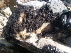 Pseudephebe pubescens