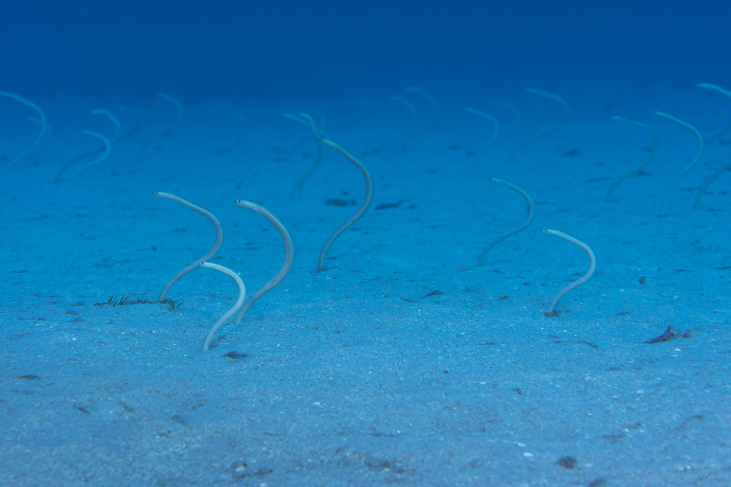 Hawaiian garden eel (Gorgasia hawaiiensis) — Congridae