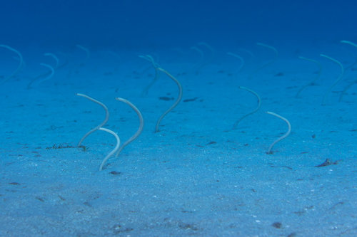 Hawaiian garden eel (Gorgasia hawaiiensis) — Congridae