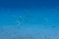 Hawaiian Garden Eel photo 3