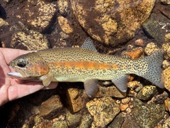 California Golden Trout photo 5