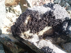 Pseudephebe pubescens