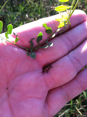 Eudiagogus rosenschoeldi