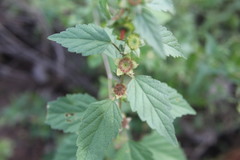 Malvastrum bicuspidatum