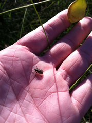 Eudiagogus rosenschoeldi