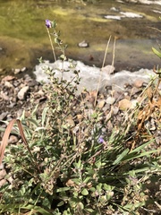 Scutellaria wrightii