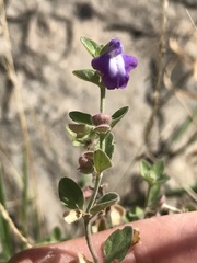 Scutellaria wrightii