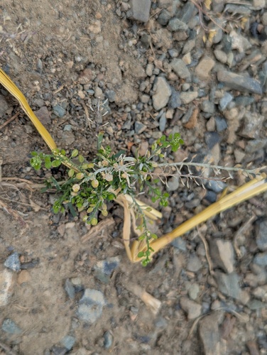 Lepidium apetalum iNat (2)