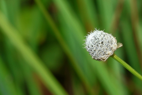Eriocaulon nantoense iNat (3)