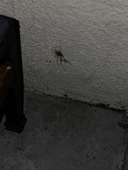 Latrodectus geometricus