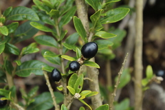 Cestrum buxifolium