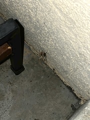 Latrodectus geometricus