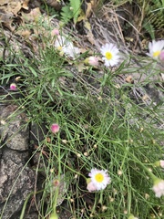 Erigeron tracyi