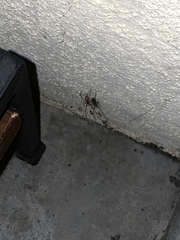 Latrodectus geometricus