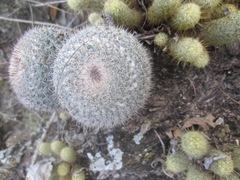 Mammillaria parkinsonii
