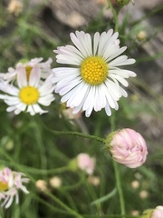 Erigeron tracyi