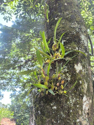 Crowded Tiger Orchid (Maxillaria densa)