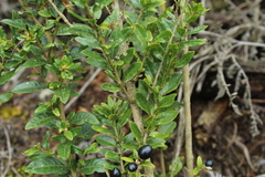 Cestrum buxifolium