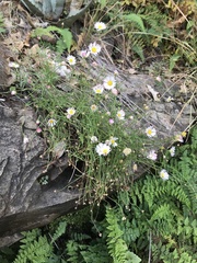 Erigeron tracyi