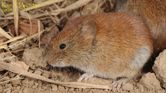 Craseomys regulus