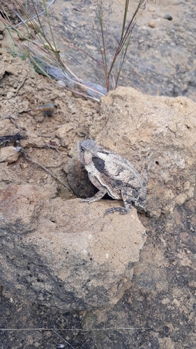 Short-tail Horned Lizard
