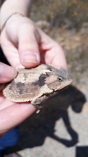 Short-tail Horned Lizard