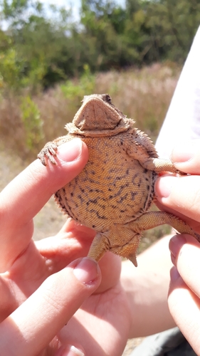 Short-tail Horned Lizard