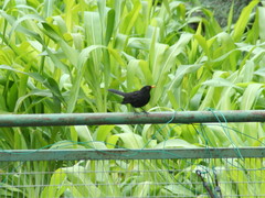 Turdus merula cabrerae