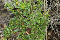 Cestrum buxifolium