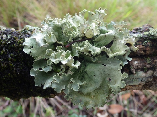 Representative image of Parmotrema hypoleucinum