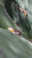 Sceloporus megalepidurus