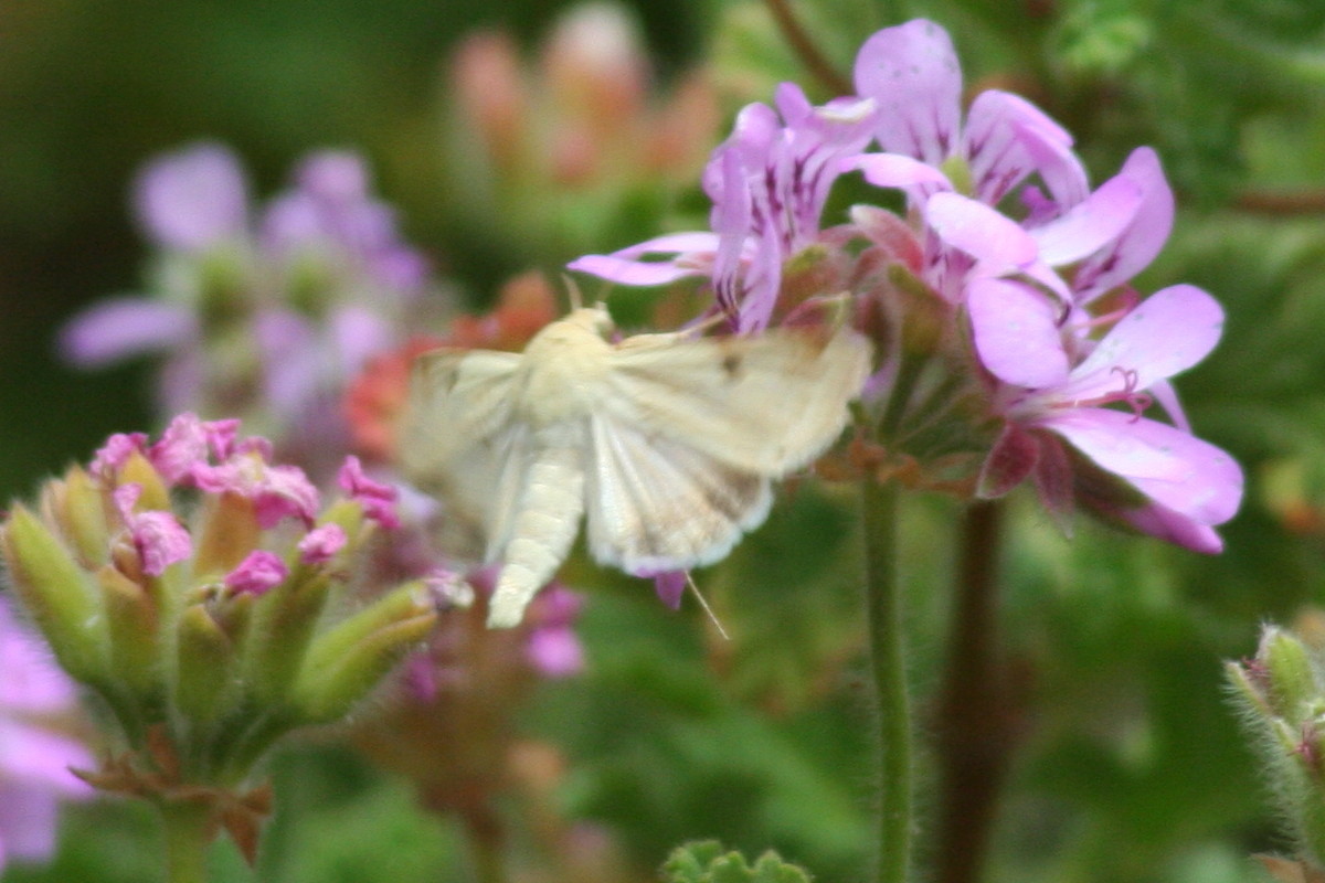 Heliothis peltigera