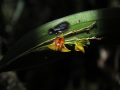 Lepanthes tachirensis