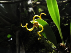 Masdevallia caudivolvula