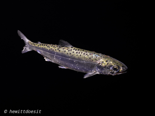 Chinook Salmon