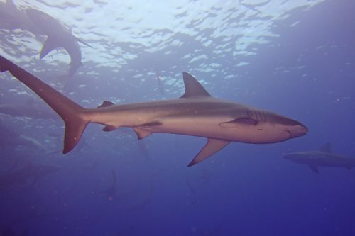 Galapagos shark